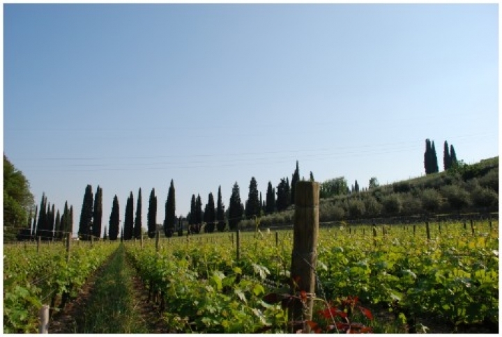 Valpolicella foto - capodanno verona e provincia